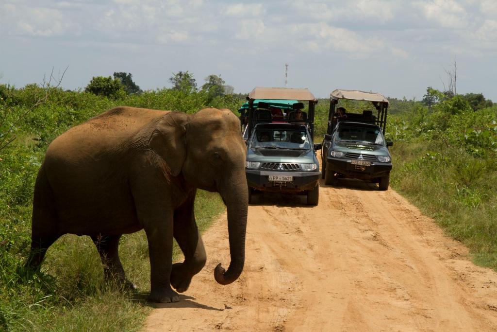 Mahoora Udawalawe - By Eco Team Hotel Eksteriør billede