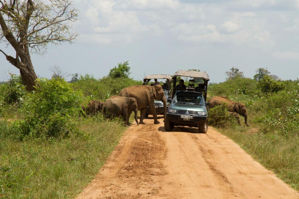 Mahoora Udawalawe - By Eco Team Hotel Eksteriør billede