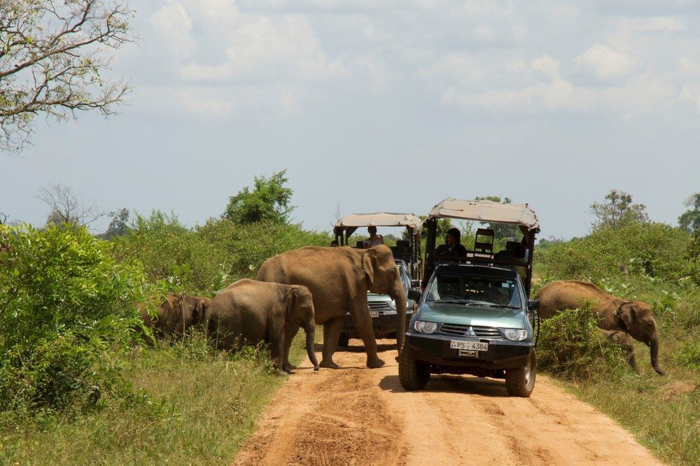 Mahoora Udawalawe - By Eco Team Hotel Eksteriør billede